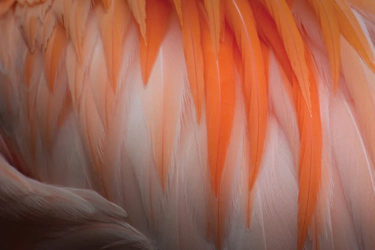 Animal Abstract