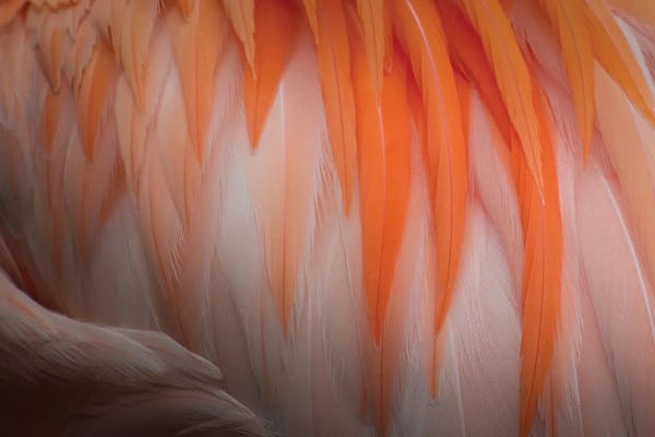 James Rodewald: Animal Abstract by James Rodewald