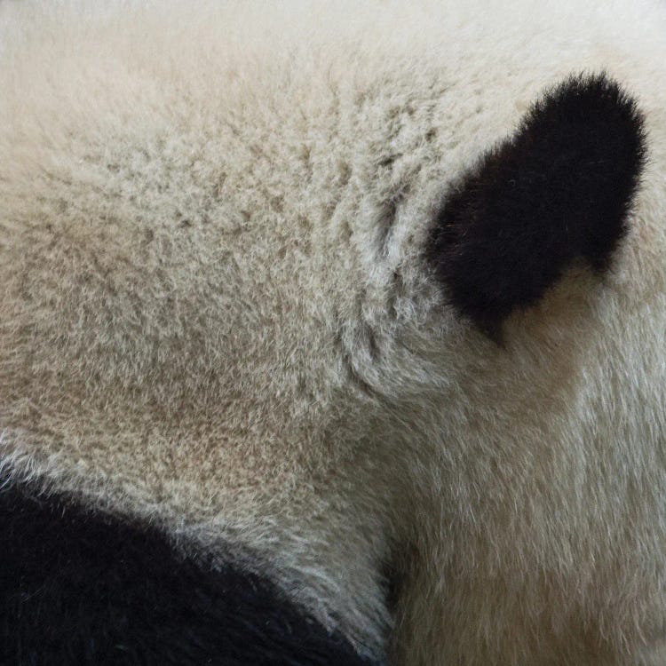 Animal Abstract I