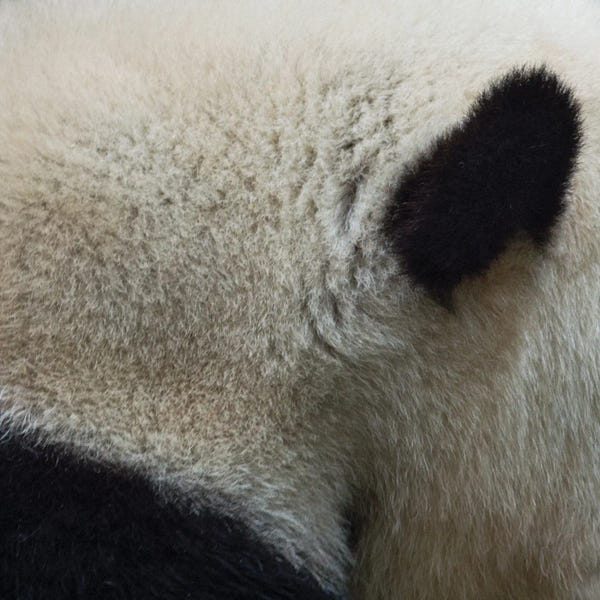 Animal Abstract I