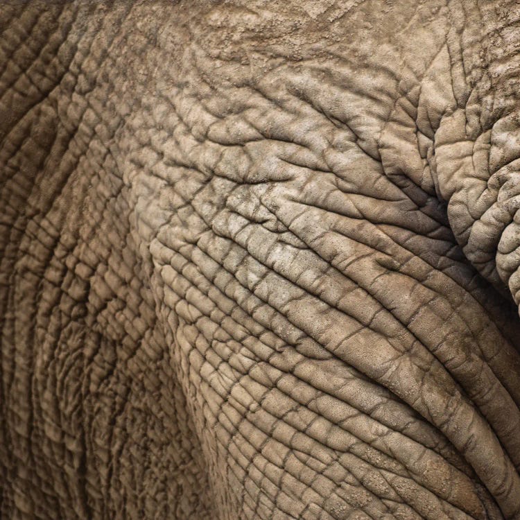 Animal Abstract II