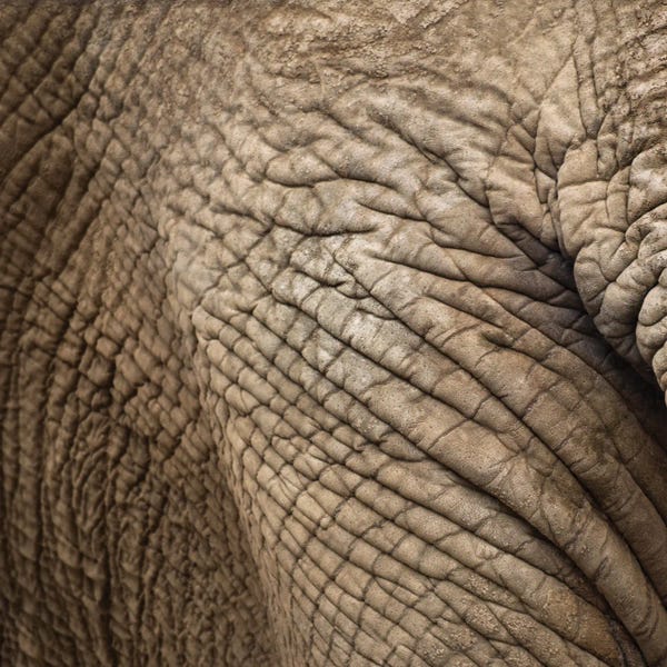 Animal Abstract II