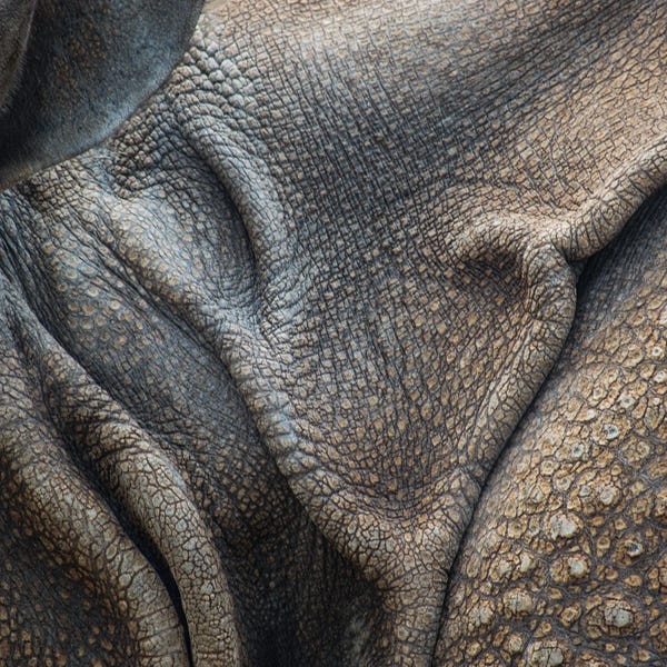 Rhinoceroses: Animal Abstract III by James Rodewald