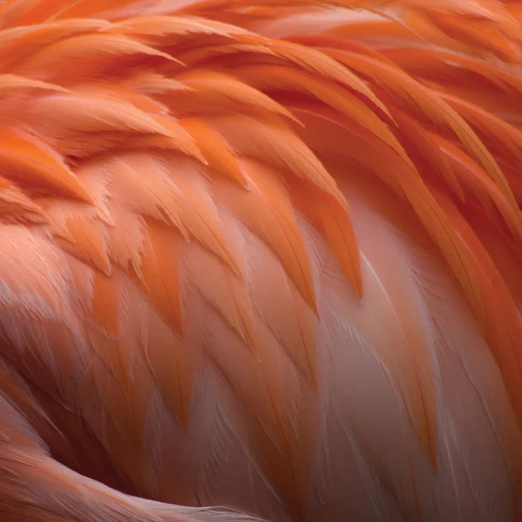 Animal Abstract IV
