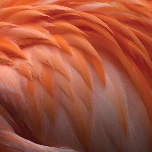 Animal Abstract IV