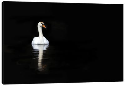 White Swan Reflected In Calm Water Canvas Art Print - Swan Art
