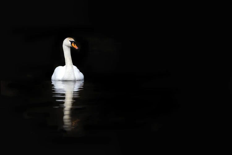 White Swan Reflected In Calm Water