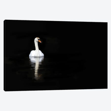White Swan Reflected In Calm Water Canvas Print #JRX101} by Jane Rix Canvas Art