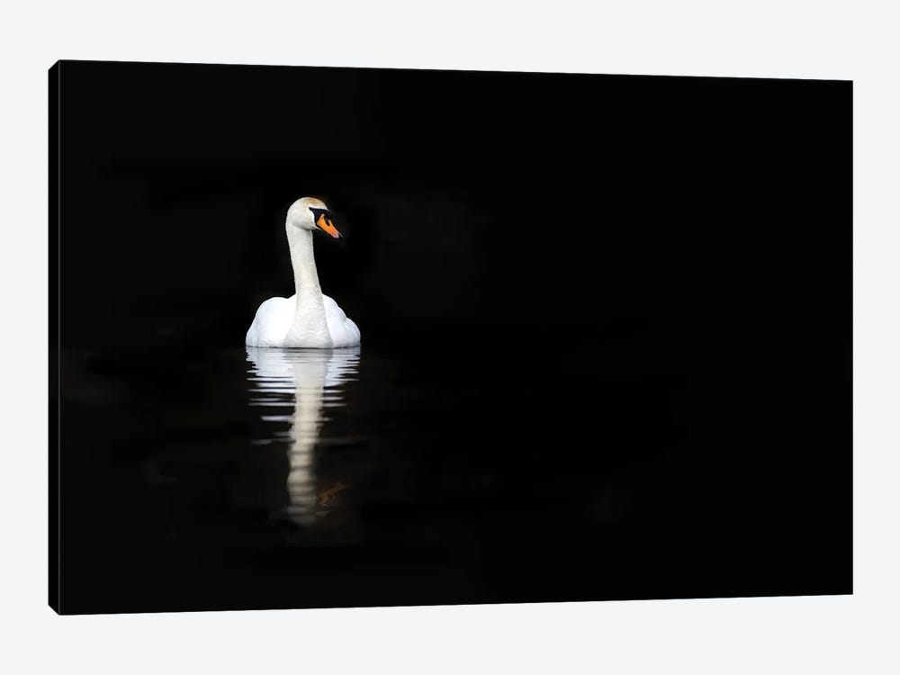 White Swan Reflected In Calm Water by Jane Rix 1-piece Canvas Art