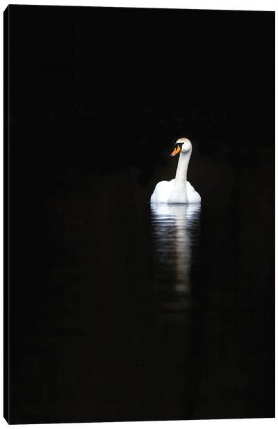 White Swan With Reflection In Calm Water Canvas Art Print - Swan Art