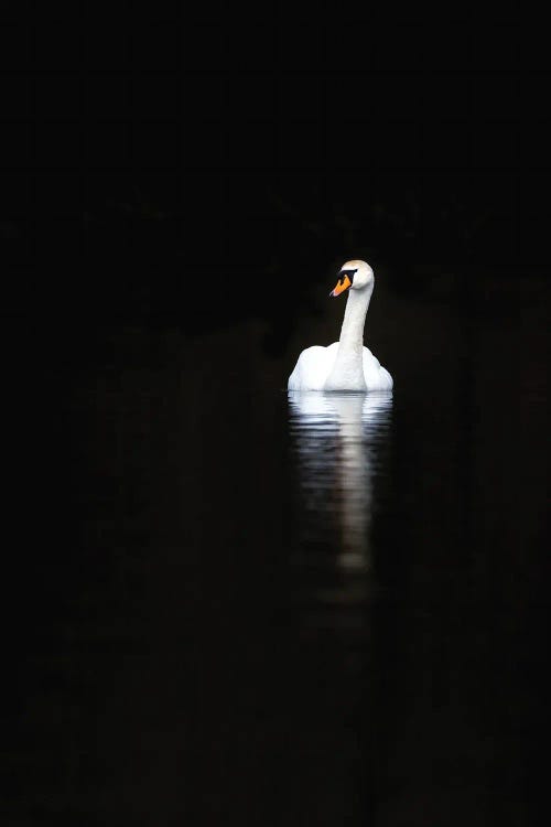 White Swan With Reflection In Calm Water