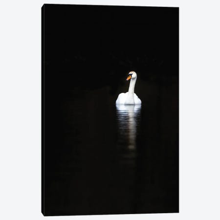 White Swan With Reflection In Calm Water Canvas Print #JRX102} by Jane Rix Canvas Art