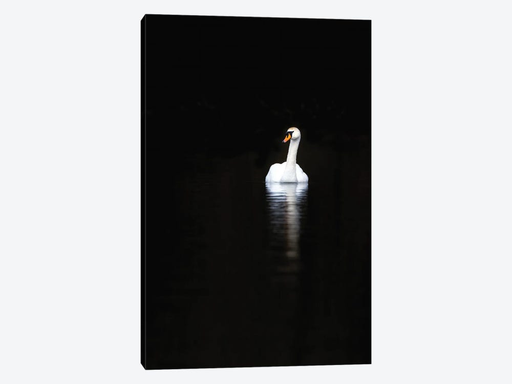 White Swan With Reflection In Calm Water by Jane Rix 1-piece Art Print