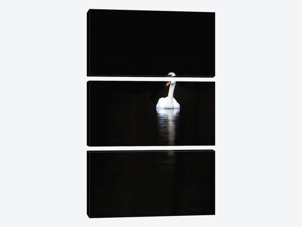 White Swan With Reflection In Calm Water by Jane Rix 3-piece Canvas Print