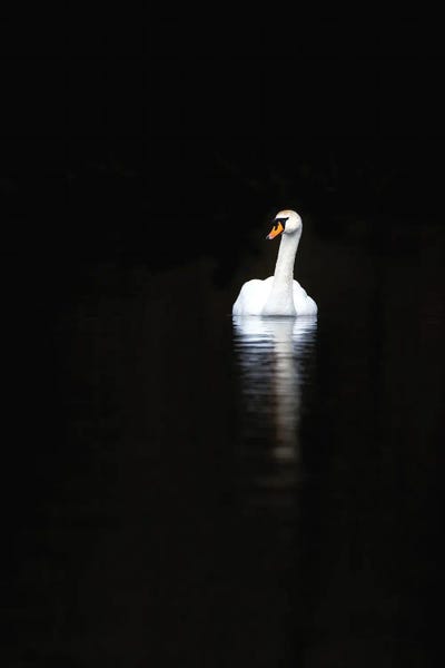 White Swan With Reflection In Calm Water