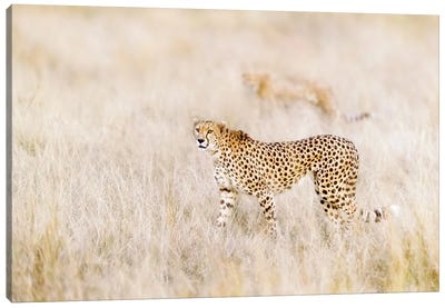A Pair Of Cheetahs Move Stealthily Through The Long Grass, Masai Mara Canvas Art Print - Maasai Mara National Reserve