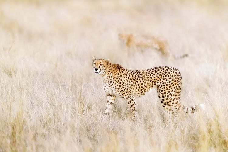 A Pair Of Cheetahs Move Stealthily Through The Long Grass, Masai Mara