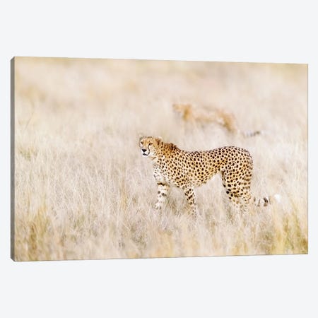 A Pair Of Cheetahs Move Stealthily Through The Long Grass, Masai Mara Canvas Print #JRX103} by Jane Rix Canvas Wall Art