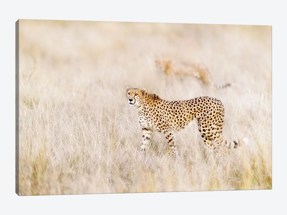 A Pair Of Cheetahs Move Stealthily Through The Long Grass, Masai Mara 1-piece Canvas Art