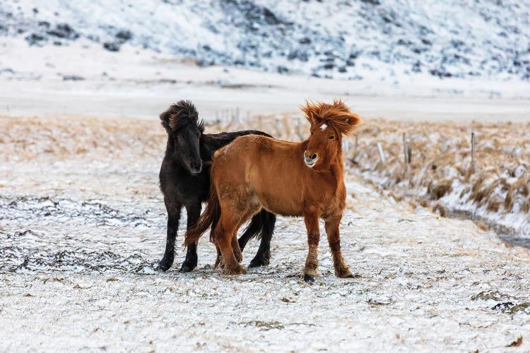 Pair Of Icelandic Horses, Chestnut And Black