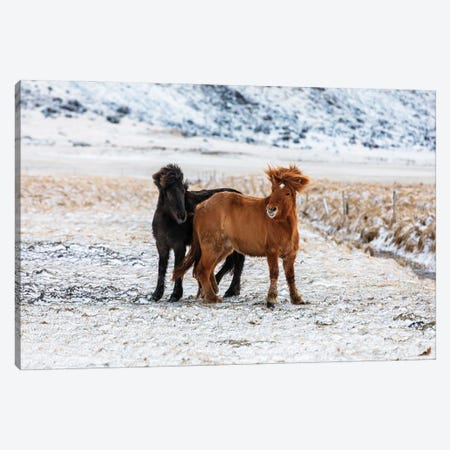 Pair Of Icelandic Horses, Chestnut And Black Canvas Print #JRX104} by Jane Rix Art Print