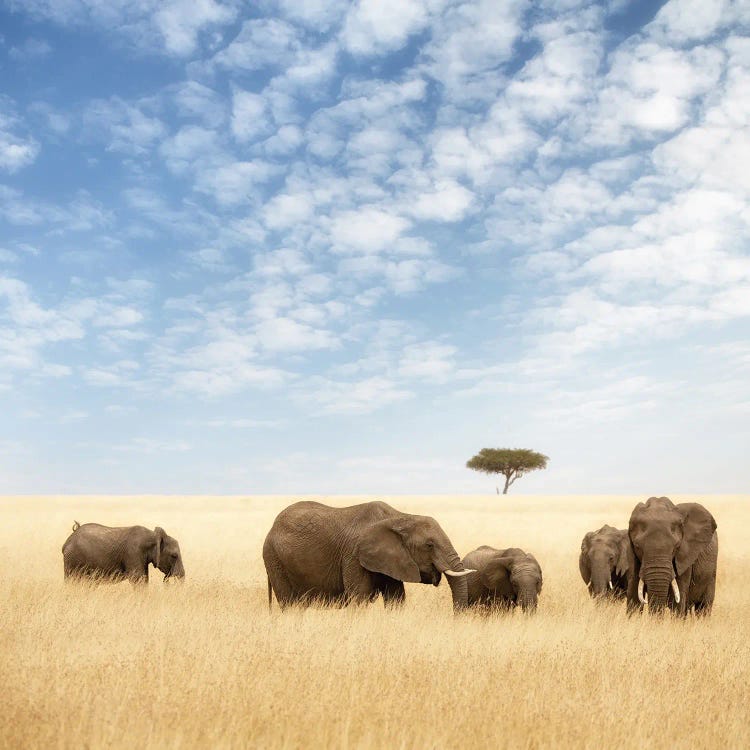 Elephant Group In The Grassland Of The Masai Mara