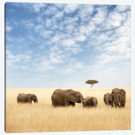 Elephant Group In The Grassland Of The Masai Mara Canvas Print #JRX105} by Jane Rix Canvas Print