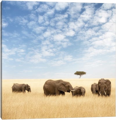 Elephant Group In The Grassland Of The Masai Mara Canvas Art Print - Maasai Mara National Reserve
