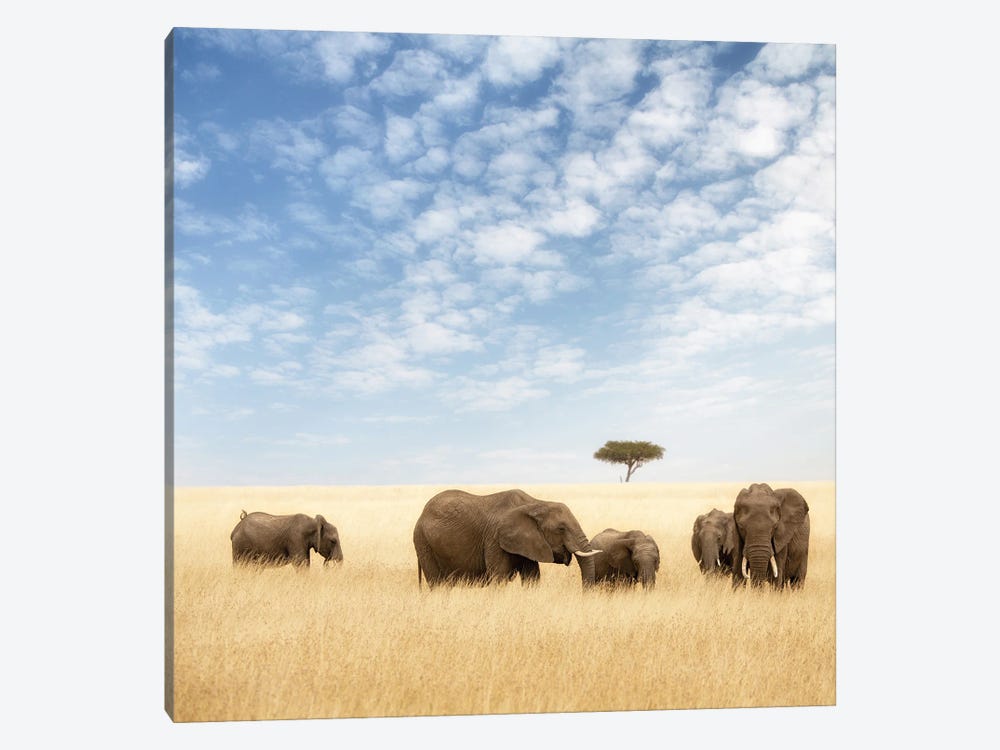 Elephant Group In The Grassland Of The Masai Mara by Jane Rix 1-piece Canvas Artwork
