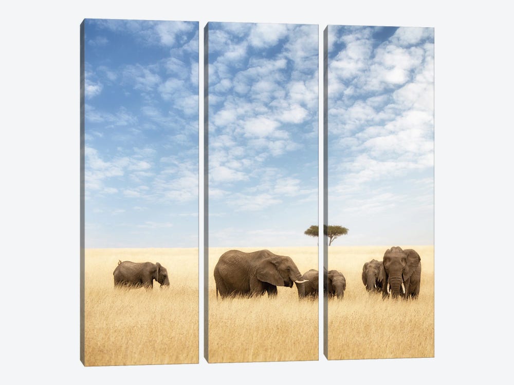Elephant Group In The Grassland Of The Masai Mara by Jane Rix 3-piece Canvas Wall Art