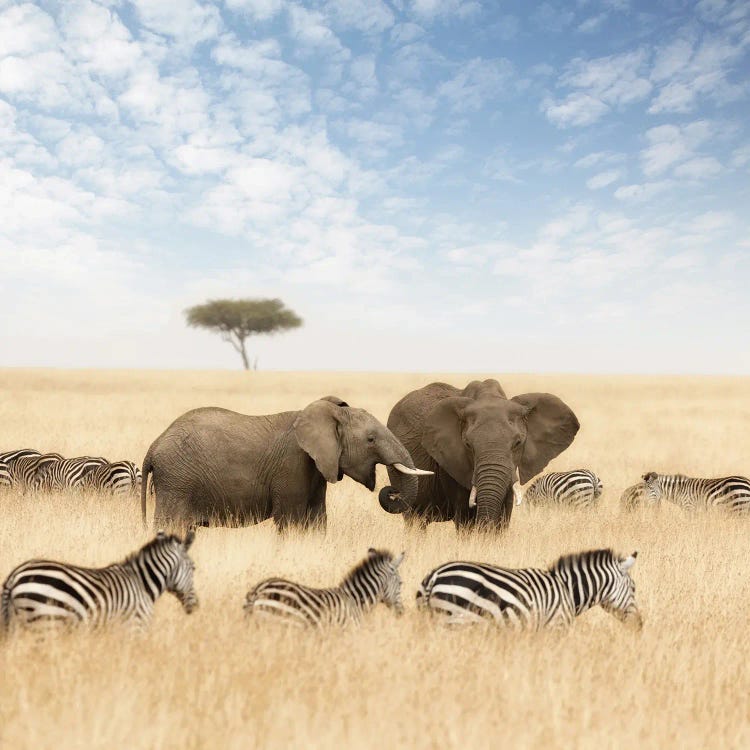 Elephants And Zebras In The Grasslands Of The Masai Mara