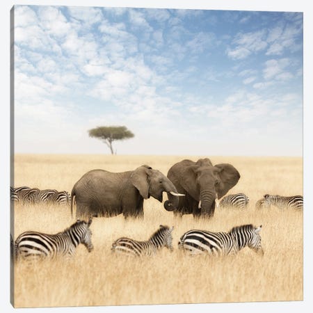 Elephants And Zebras In The Grasslands Of The Masai Mara Canvas Print #JRX106} by Jane Rix Art Print