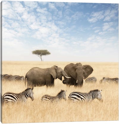 Elephants And Zebras In The Grasslands Of The Masai Mara Canvas Art Print - Zebra Art
