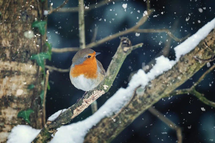 Robin Perched In A Tree With Falling Snow