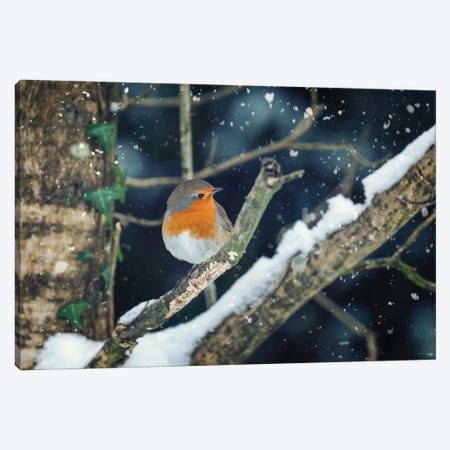 Robin Perched In A Tree With Falling Snow Canvas Print #JRX107} by Jane Rix Canvas Print