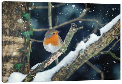 Robin Perched In A Tree With Falling Snow Canvas Art Print - Robin Art