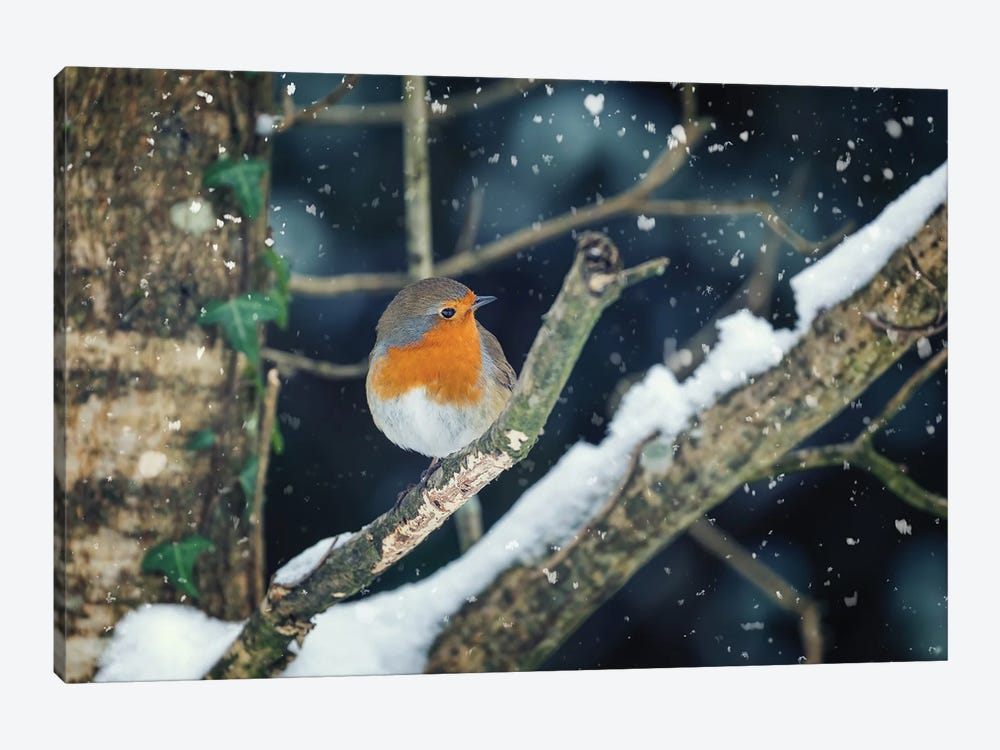 Robin Perched In A Tree With Falling Snow by Jane Rix 1-piece Canvas Art