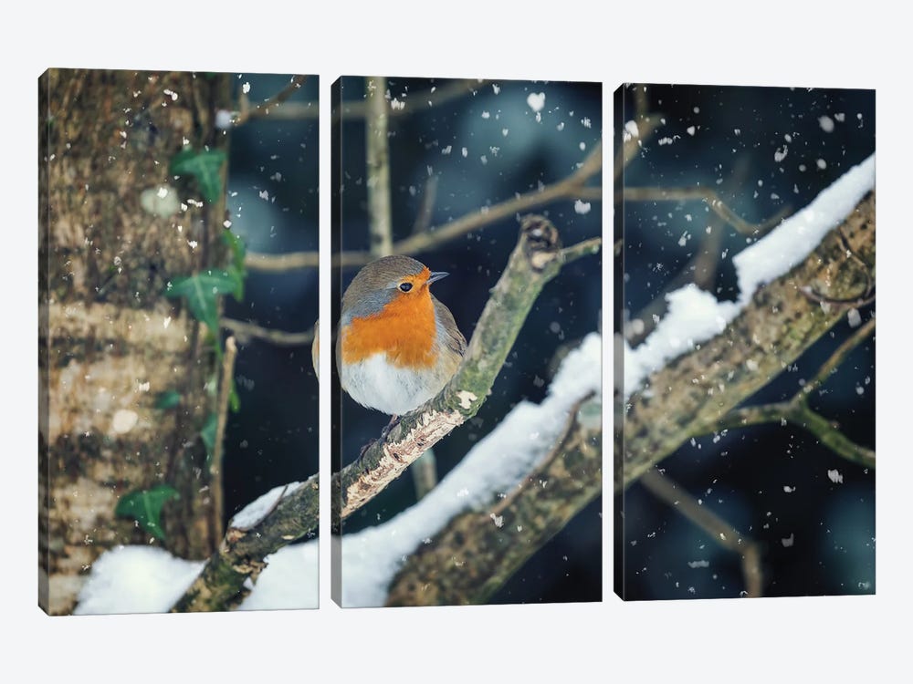 Robin Perched In A Tree With Falling Snow by Jane Rix 3-piece Canvas Wall Art