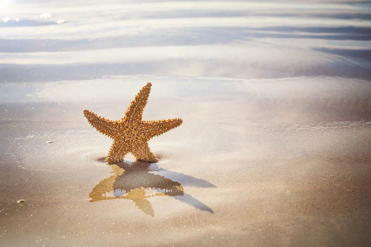 Starfish On The Beach