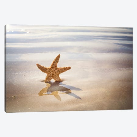 Starfish On The Beach Canvas Print #JRX108} by Jane Rix Canvas Art