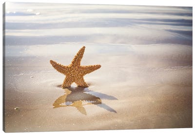 Starfish On The Beach Canvas Art Print - Starfish Art