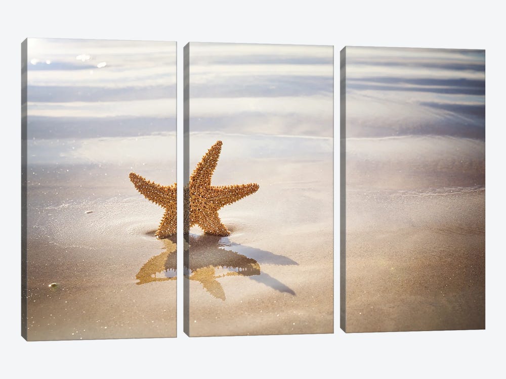 Starfish On The Beach by Jane Rix 3-piece Art Print