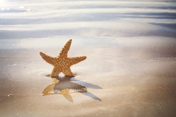 Starfish: Starfish On The Beach by Jane Rix