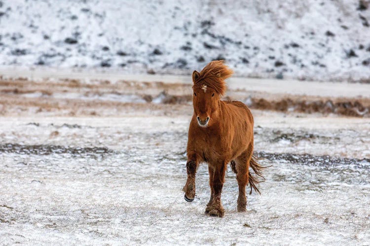 Chestnut Icelandic Horse Running Across A Snowy Meadow