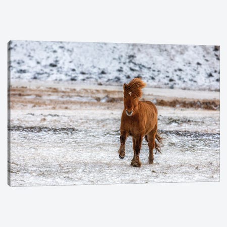 Chestnut Icelandic Horse Running Across A Snowy Meadow Canvas Print #JRX109} by Jane Rix Canvas Wall Art