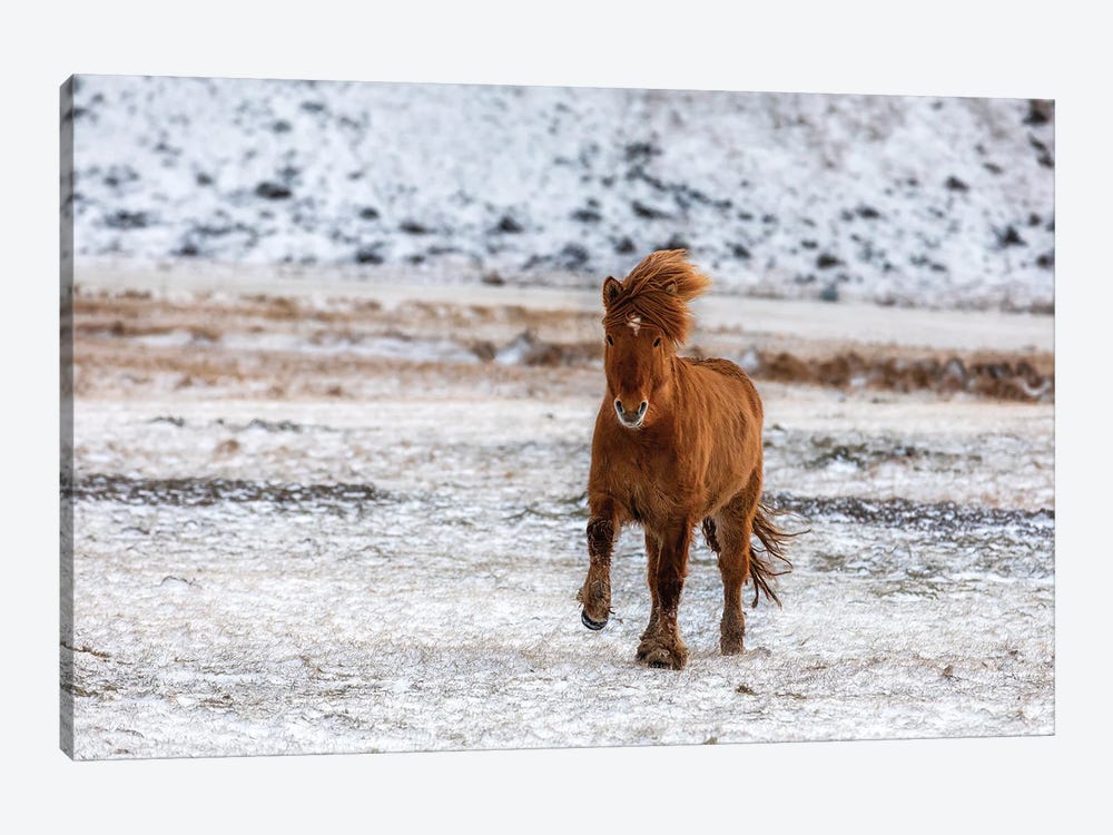 Chestnut Icelandic Horse Running Across A Snowy Meadow 1-piece Canvas Wall Art