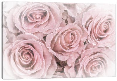 Faded Bouquet Of Pink Roses Canvas Art Print - Macro Photography