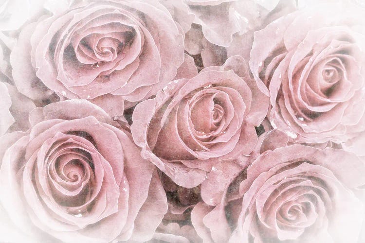 Faded Bouquet Of Pink Roses