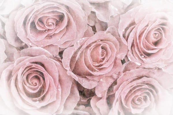 Flowers: Faded Bouquet Of Pink Roses by Jane Rix