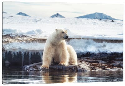 Polar Bear Sits By The Water In Svalbard Canvas Art Print - Polar Bear Art